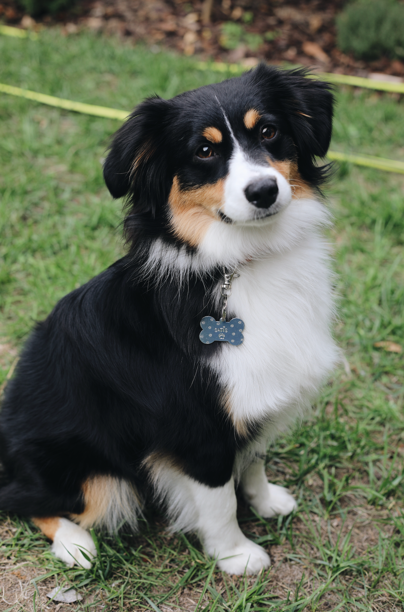 Woof | Médaille pour Chiens