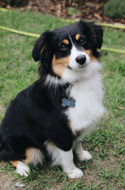 Woof | Médaille pour Chiens