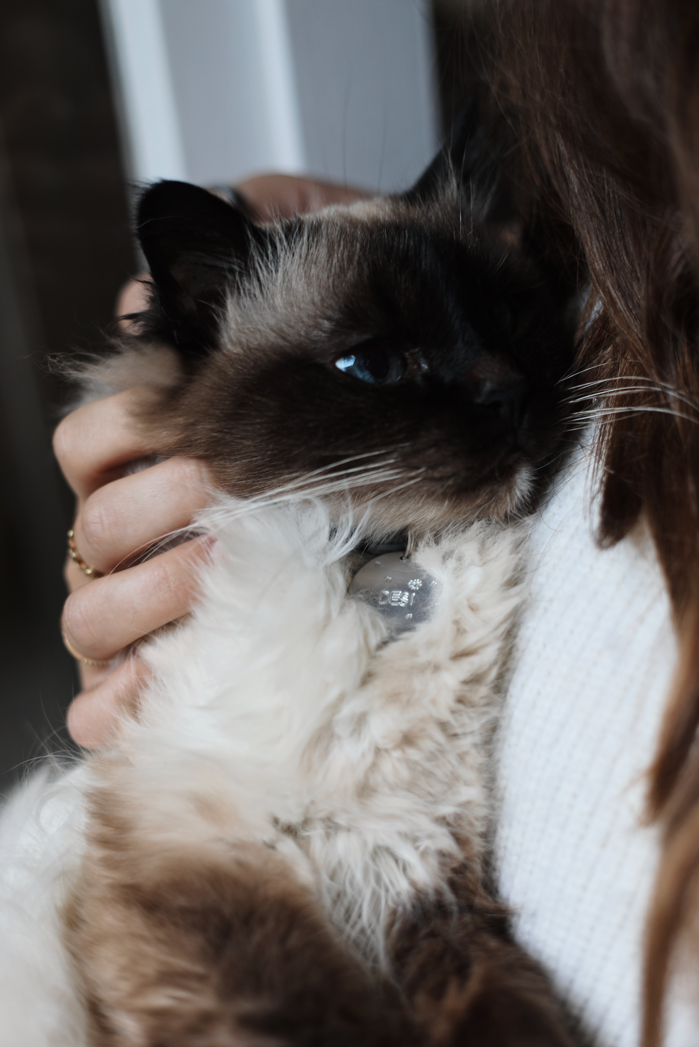 Miaou | Médaille pour Chats