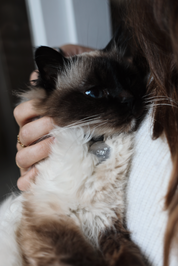 Miaou | Médaille pour Chats