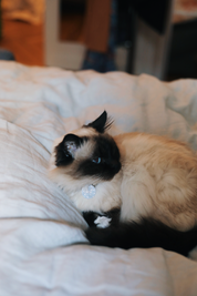 Miaou | Médaille pour Chats